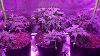 1000w Led Grow Light Full Spectrum For Indoor Plants Veg And Flower 1000 Watt